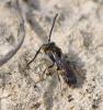 Nomada sp.
